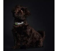 HUNTER® Hunde-Halsband+Leine reflektierend witterungsbeständig pflegeleicht