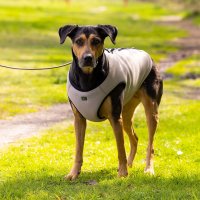 HUNTER Hunde-Kühlweste 2in1 inkl. Geschirr leichtes Mesh-Design atmungsaktiv